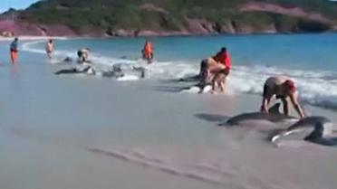 Пляжники спасли стаю дельфинов, которые выбросились на берег в Мексике