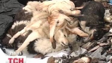 Под Севастополем нашли яму с трупами собак и кошек