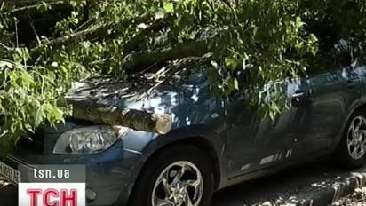 ДТП і затор на дві години через завалене дерево