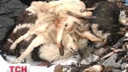 Під Севастополем знайшли яму з трупами собак та котів