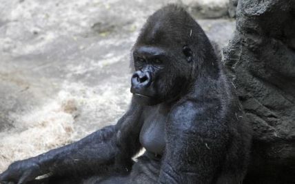 В американському зоопарку придушили повстання мавп