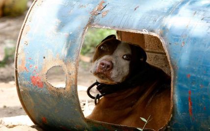 Київських собак убивають невідомою отрутою