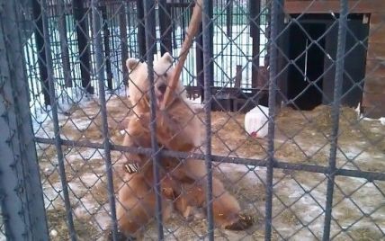 У російському зоопарку завівся конкурент "кунг-фу панди" (відео)