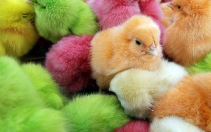 До Великодня замість фарбованих яєць продають фарбованих курчат