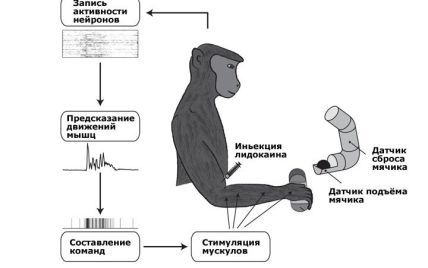 Вчені навчили паралізованих мавп керувати кінцівками без спинного мозку
