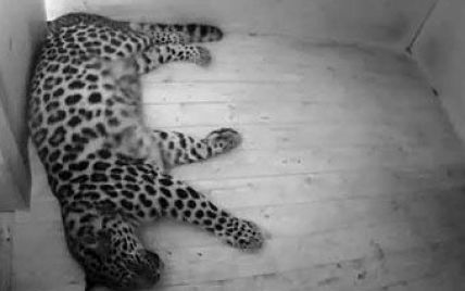 Зоопарк проведе пряму трансляцію народження рідкісного леопарда