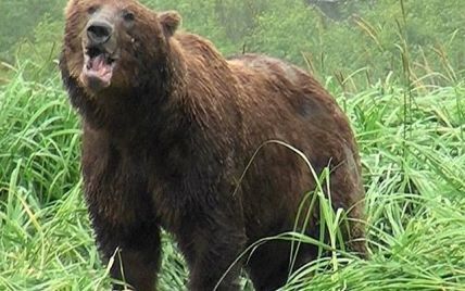 На Алясці ведмідь накинувся на відпочиваючого і розірвав йому обличчя