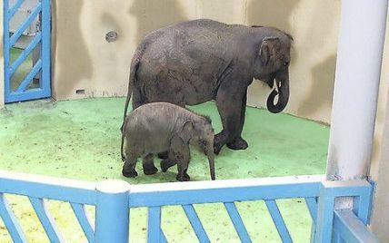 Київський зоопарк поповнився слоном з Росії