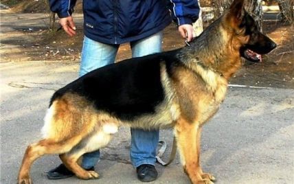 Чиновники розробили прейскурант штрафів за собаче лайно на вулицях