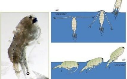 Біологи знайшли у планктону здатність літати