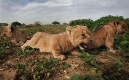 У Криму відкрито парк вільних левів