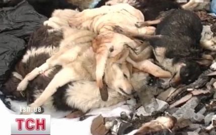 Звалище трупів собак і котів у Севастополі безслідно зникло