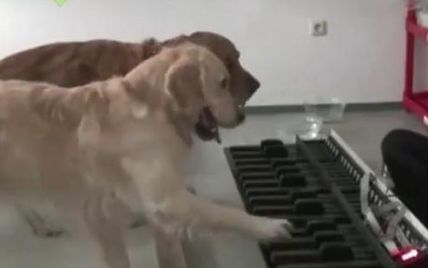 Француженка зробила зі своїх собак справжніх музик (відео)