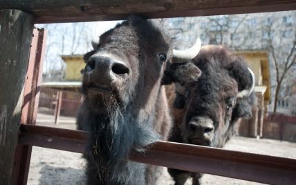 Київський зоопарк годує вихованців "золотими" продуктами за завищеними цінами - ЗМІ