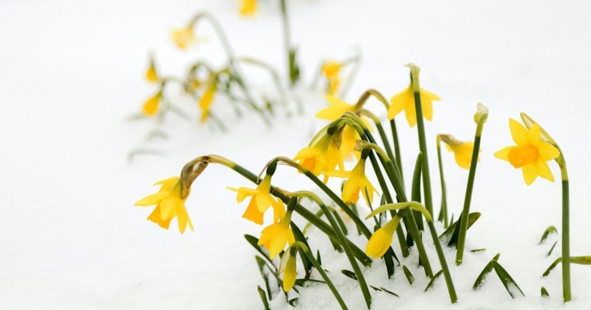 Коли Стрітення Господнє 2025 року