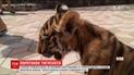 В біопарку Одеси тигреня змушували фотографуватися з відвідувачами на пекучому сонці