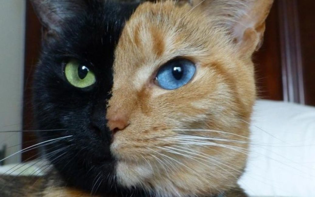 Різнокольорові котики вражають своїми барвами / © adme.ru