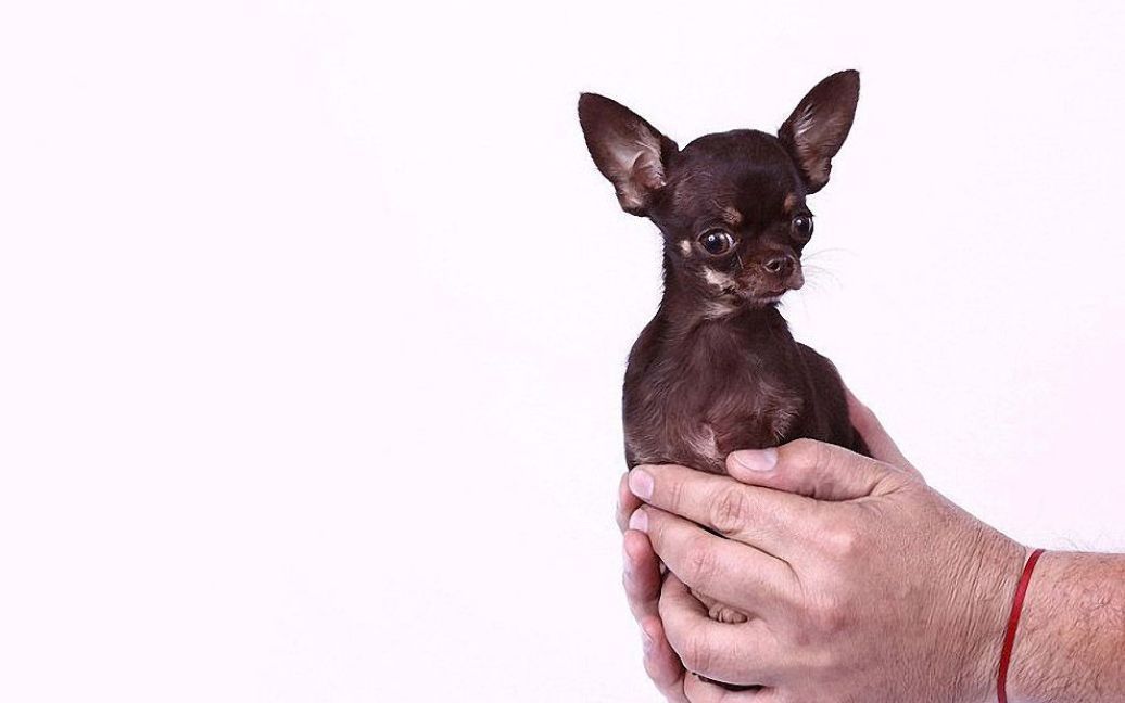 Найменша собака. Собака по кличці Міллі (Milly) зростом 9,65 см породи чихуахуа має звання найменшої з живих собак в плані росту. / © Фототелеграф