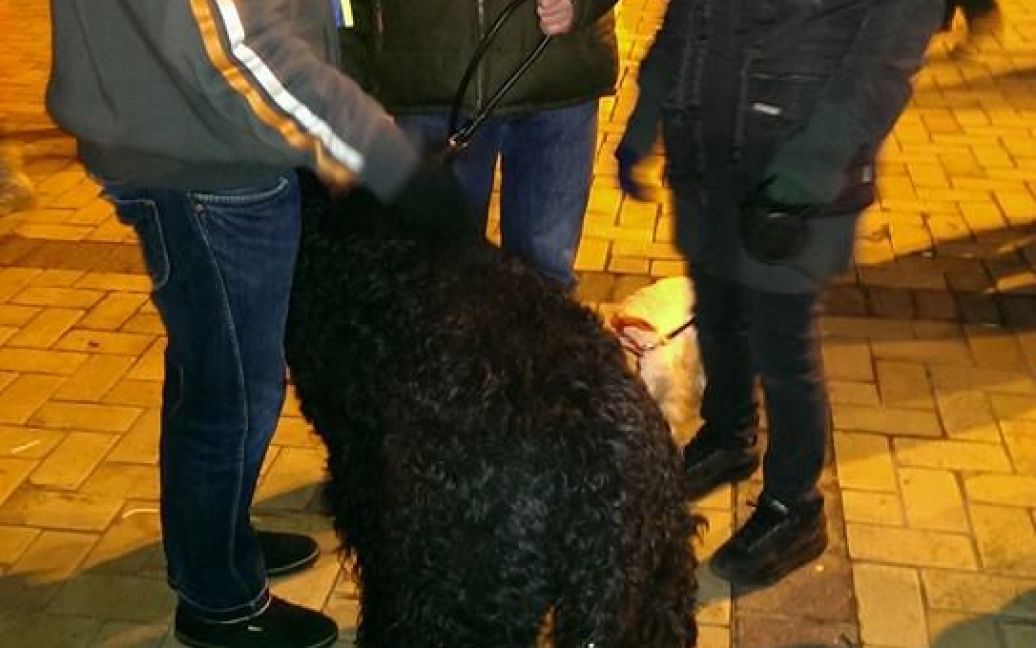 Собака Горан на Євромайдані / © facebook.com