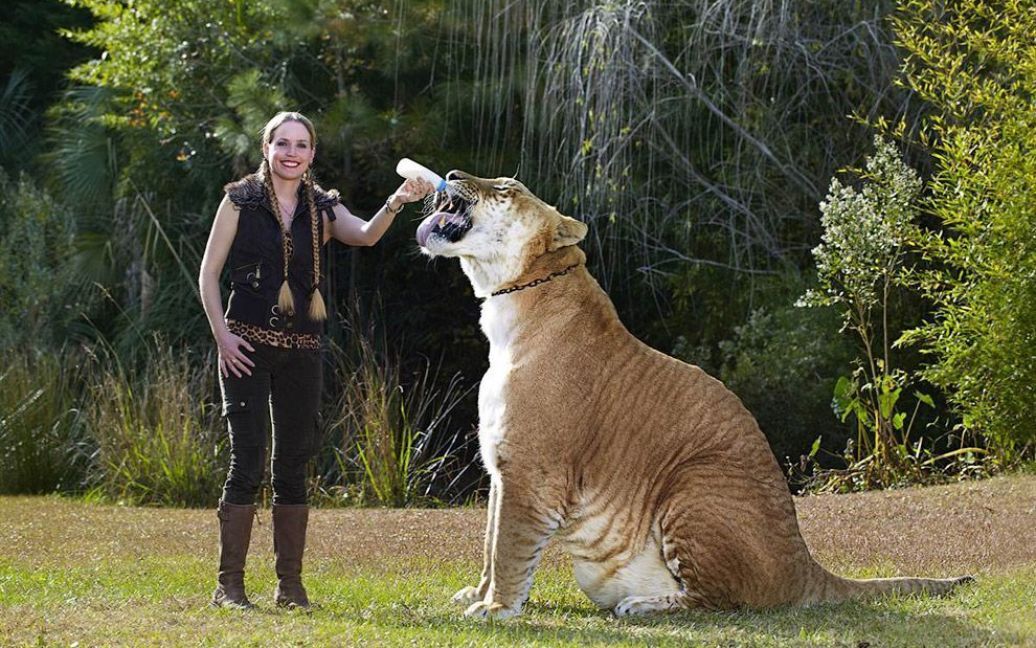 Найбільша у світі кішка. Лигр Геркулес, який є гібридом лева і тигриці, проживає в заповіднику дикої природи в Південній Кароліні. Кішка важить 418 кг при довжині тіла 3,3 метра. / © Фототелеграф