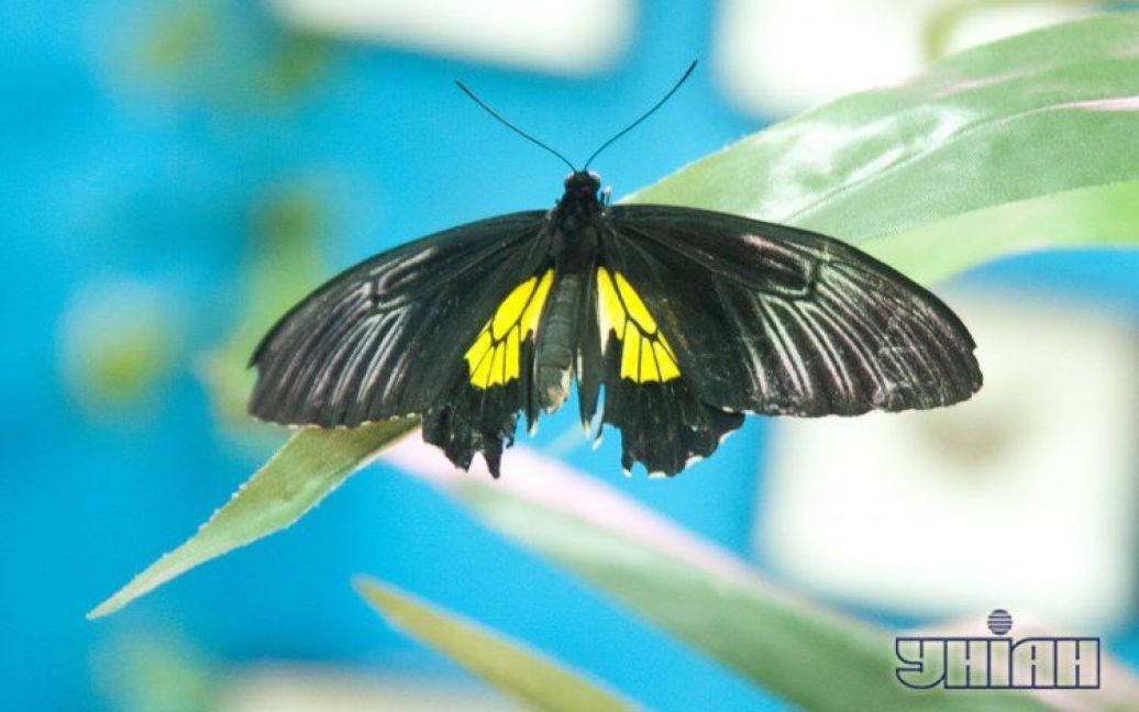 Метелики вражали своєю красою / © УНІАН
