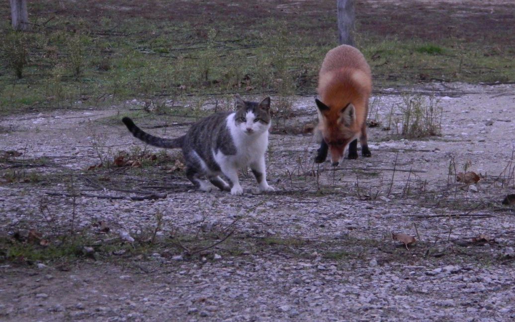 Дружба кота і лисеняти вразила співробітників заповідника на Хортиці / © facebook.com/1plus1.Gorbunov