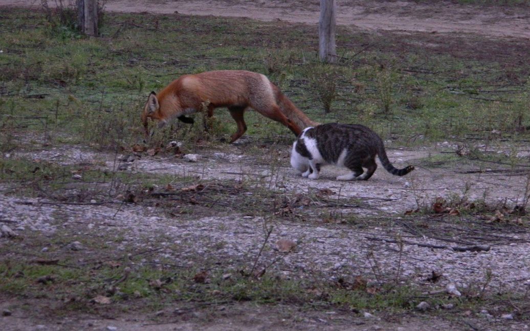 Дружба кота і лисеняти вразила співробітників заповідника на Хортиці / © facebook.com/1plus1.Gorbunov
