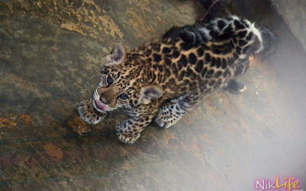 У зоопарку показали дитинчат ягуарів / © NikLife
