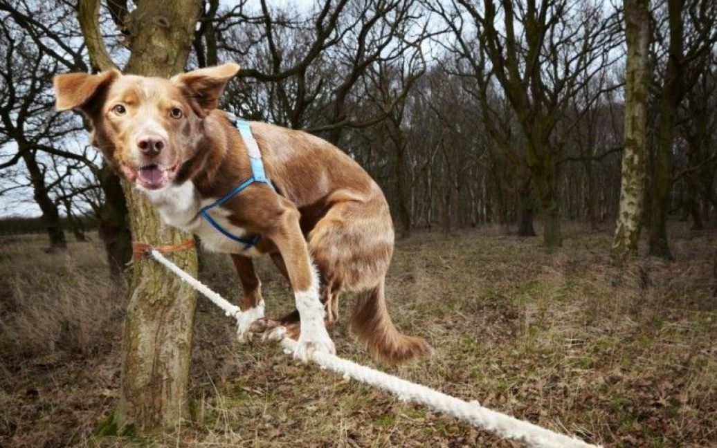 Собака-канатоходець. Собака Оззі є володарем рекорду по найшвидшому ходінню по канату серед собак. 3,5 метрову мотузку пес подолав за 18.22 секунди. Рекорд був зафіксований в центрі порятунку тварин FAITH в місті Норфолк, Англія. / © Фототелеграф