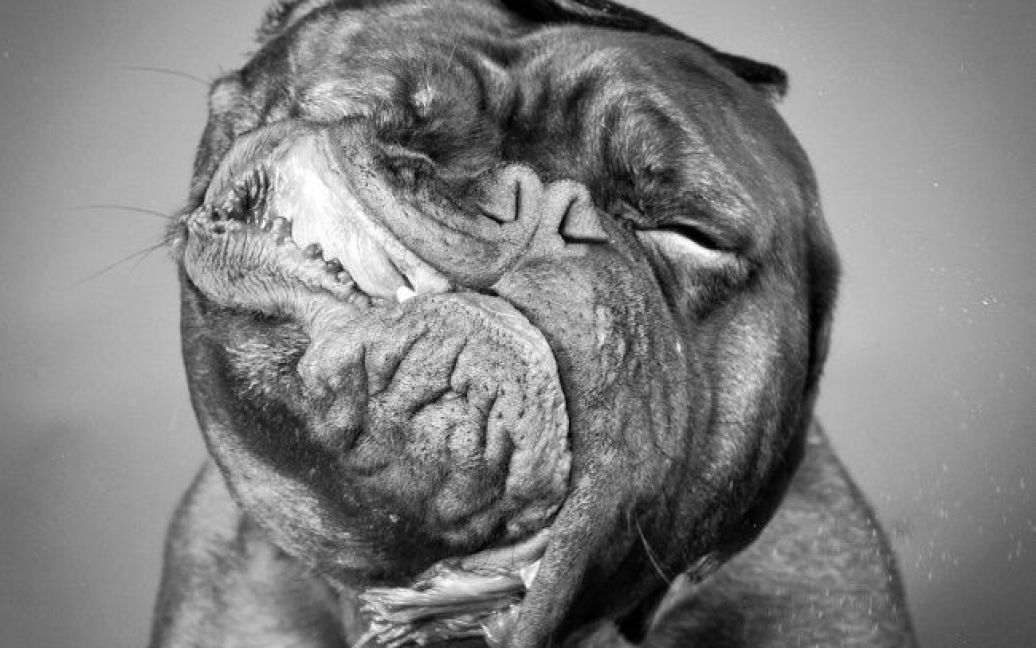 Звичайні собаки перетворилися на кумедних чудовиськ / © adme.ru