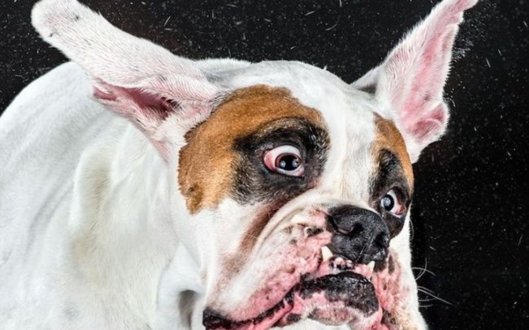 Звичайні собаки перетворилися на кумедних чудовиськ / © adme.ru