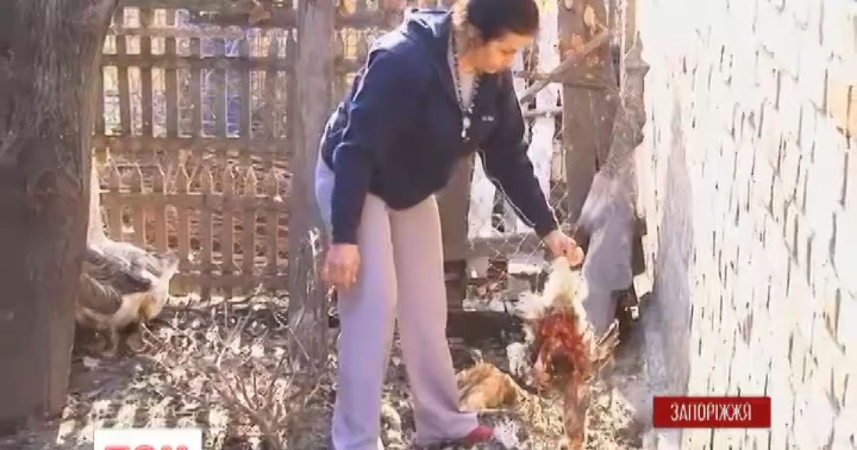 Ветеринари кажуть, що чупакабри не існує.