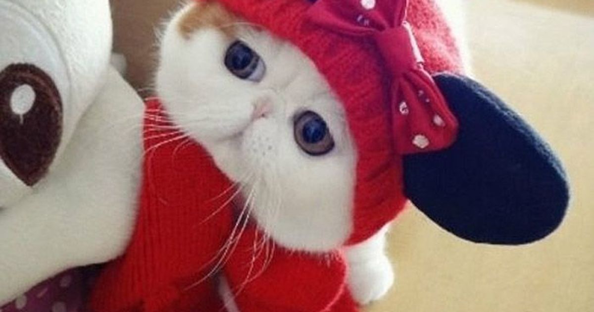 Коты самые популярные среди юзеров