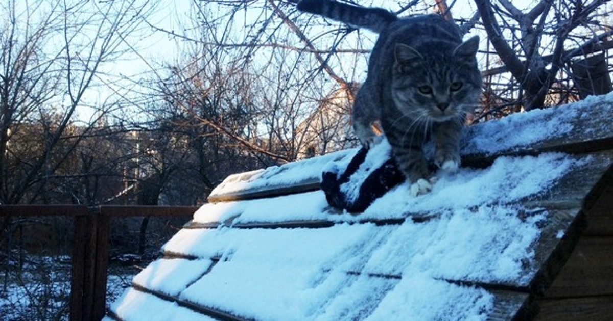 Найближчі дні в Україну будуть прохолоді і без снігу