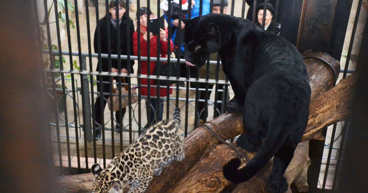 Ягуар укусил женщину за голову
