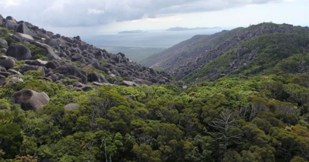 Місце роботи вчених
Фото: Conrad Hoskin, Zootaxa, 2013