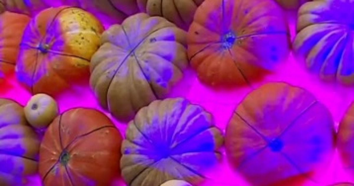 Найбільший в Україні Хелловін-гарбуз занесли до Книги рекордів України