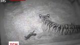 У лондонському зоопарку, вперше за десятиріччя, народилось рідкісне тигреня