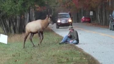 Настойчивый фотограф чуть не поплатился жизнью за фото оленя