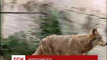 На Житомирщине волк покусал  трех человек