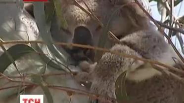 В Австралии взялись считать коал