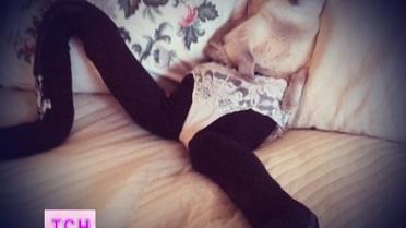 Коты в сапогах стали интернет-сенсацией