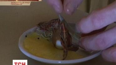 Французы выстроились в очередь, чтобы попробовать насекомых