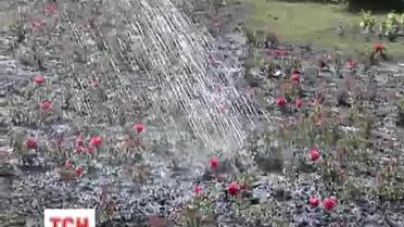 В Киеве массово начали воровать цветы