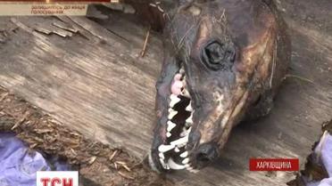 Харьковчане утверждают, что нашли чупакабру