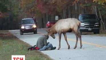Американского оленя, который стал интернет-сенсацией, усыпили