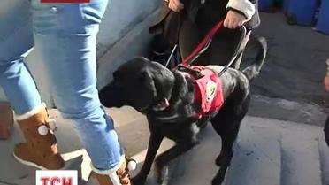 В Ужгороде откроют первый в Украине центр подготовки собак-поводырей