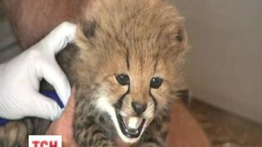 В Ричмонде новорожденные гепарденята устроили "социальный взрыв"