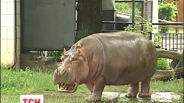 Бегемотиху в киевском зоопарке признали старейшей в Украине