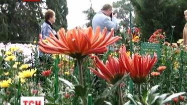 В Никитском ботаническом саду начался бал хризантем